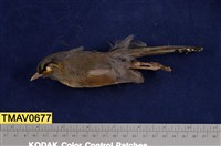 藏品(藪鳥)的圖片